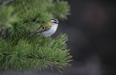 Canvas Print - Firecrest, Regulus ignicapillus