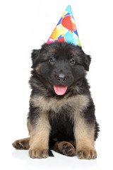 Poster - German shepherd puppy in party cone