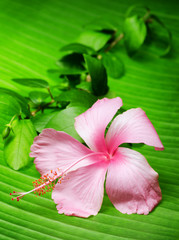 Canvas Print - Hibiscus flower on the green leaf