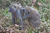 Fototapeta Sawanna - Par de babuinos. Area de Conservacion Ngorongoro. Tanzania