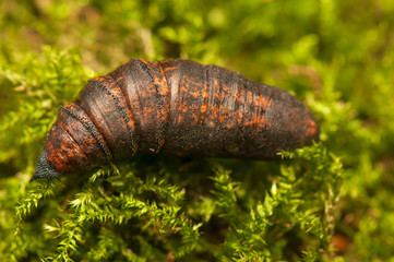 Wall Mural - Deilephila elpenor