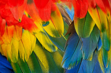 Scarlet Macaw Feathers