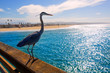 Blue Heron Ardea cinerea in Newport pier California