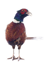 Canvas Print - male pheasant