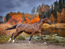 Chestnut  Horse Run Across Autumn Lake