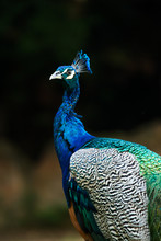 Peacock In Nightsafari Chiangmai Thailand