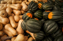Butternut And Acorn Squashes For Sale