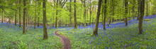 Magical Forest And Wild Bluebell Flowers