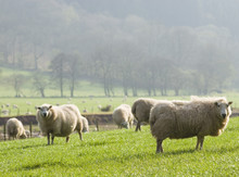 Healthy Sheep And Livestock, Idyllic Rural, UK