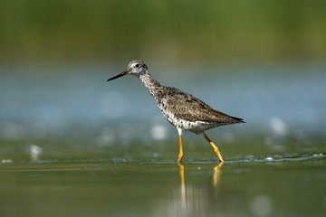 Wall Mural - Greater yellowlegs, Tringa melanoleuca