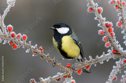 Naklejka na kafelki Great tit, Parius major