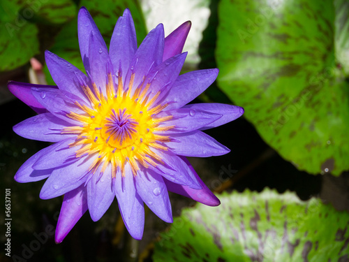 Naklejka na szybę violet water lily