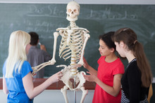 Schüler Untersuchen Skelett