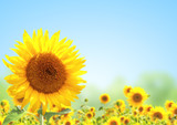 Fototapeta Kwiaty - Sunflower