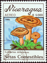 Lactarius Deliciosus Mushrooms (Nicaragua 1990)