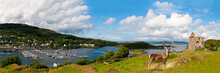 Tarbert Castle And Harbor With Red Deer In Front