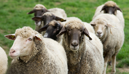 Canvas Print - Herd of sheep stand on grass field