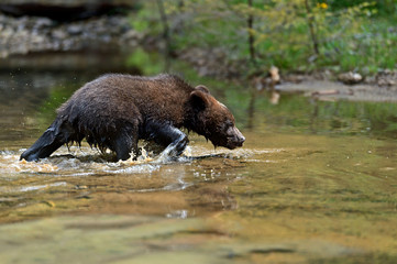 Wall Mural - Brown bear