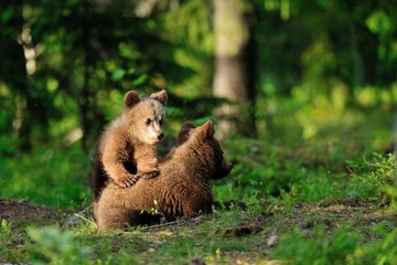 brown bear cubs playing