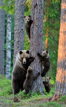 Brown Bear With Cubs In The Forest
