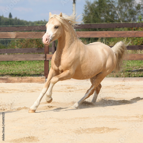 Fototapeta na wymiar Gorgeous palomino stallion running