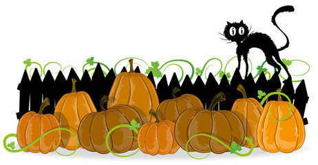 Pumpkins and black cat