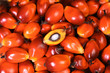 © dolphfyn - Oil palm fruit