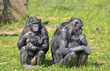 Bonobos et leurs petits
