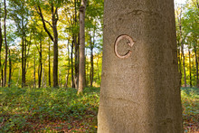 Recycle Symbol Carved Into A Tree