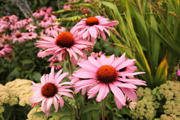 Poster - Beautiful summer flowers