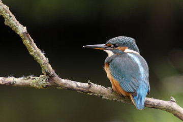 Poster - European kingfisher, Alcedo atthis