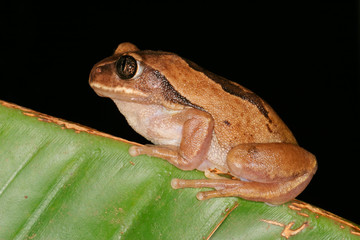 Poster - Brown-backed tree frog