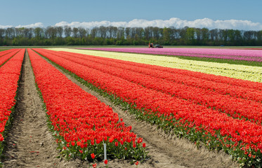 Wall Mural - tulip field