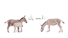 Equus Hemionus Onager Illustration