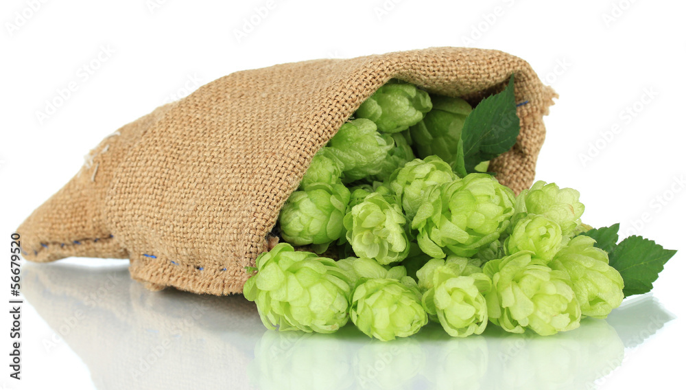 Fresh green hops in burlap bag, isolated on white