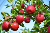 Fototapeta Most - Ripe apples on the tree