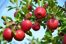 Ripe Apples On The Tree