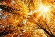 Die Herbstsonne scheint durch Baumkronen