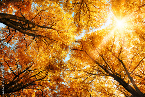 Obraz w ramie Die Herbstsonne scheint durch Baumkronen