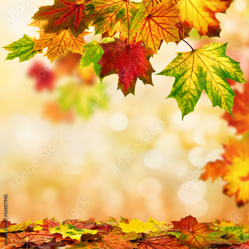 Fototapeta na wymiar Herbst Hintergrund umrahmt mit buntem Laub