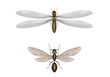 flying termite and flying ant