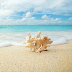 Coral on the beach