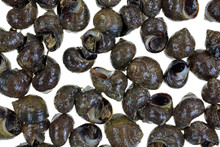 Live Periwinkles On A White Background