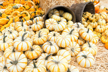 Pumpkins