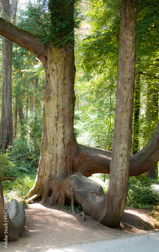 Fototapeta na wymiar The Giant Thuja