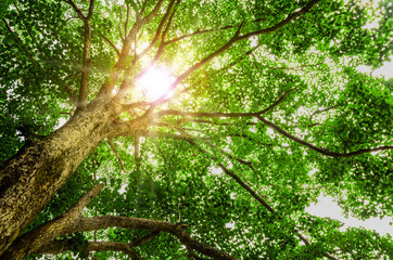 Wall Mural - forest trees. nature green wood sunlight backgrounds.