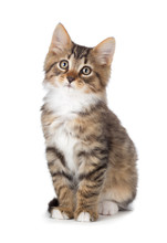 Cute Tabby Kitten On A White Background.