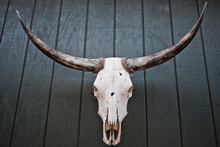 Mounted Bull Skull With Horns