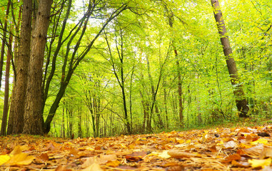 Sticker - Autumnal forest.