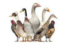 Group Of Ducks, Geese And Chickens, Isolated On White